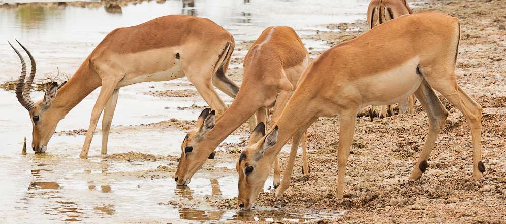 Impala drinking